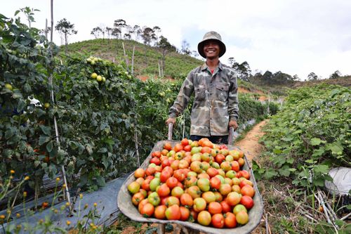 Ngành nông nghiệp dễ bị tổn thương bởi biến đổi khí hậu buộc phải tăng cường các giải pháp, ứng phó, trong đó tập trung nâng cao chất lượng, giảm phát thải từ mô hình nông nghiệp hữu cơ. Ảnh: Chính Thành