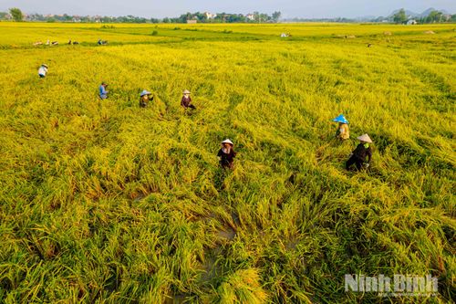 Tại những chân ruộng trũng, nơi máy gặt đập liên hợp khó tiếp cận, nhiều gia đình huy động đông đủ người thân cùng ra đồng thu hoạch lúa bằng phương pháp thủ công. Người cắt lúa, người gom, người vận chuyển, không khí lao động diễn ra khẩn trương từ sáng sớm đến chiều muộn để kịp thu hoạch khi lúa đạt độ chín đẹp nhất.