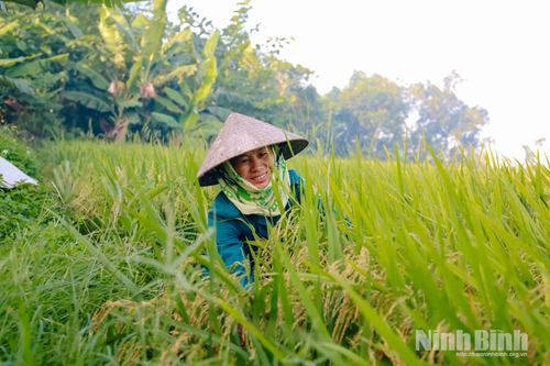 Bà Lê Thị Nghiệp, thôn Vỹ Khách Cầu, xã Thanh Bình vui vẻ cho biết: “Vụ Đông Xuân năm nay lúa được mùa, bông to, hạt chắc. Nhà tôi cấy 8 sào, năng suất khá nên rất phấn khởi. Nhìn thóc đầy sân, công sức mấy tháng chăm bón coi như được đền đáp xứng đáng.”