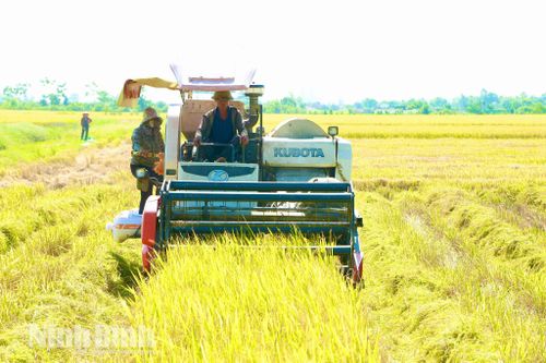 Tiến độ thu hoạch đang được các địa phương tập trung đẩy nhanh, phấn đấu dự kiến khép thời vụ trước ngày 10/6 để chuẩn bị các điều kiện cho gieo cấy lúa hè thu. Trong ảnh: Thu hoạch lúa ở xã Nam Trực.