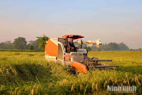 Việc đẩy mạnh cơ giới hóa đã giúp nông dân thu hoạch nhanh, giảm chi phí sản xuất, đồng thời tận dụng tối đa những ngày thời tiết thuận lợi của mùa gặt. Trong ảnh: Thu hoạch lúa ở xã Thanh Bình.