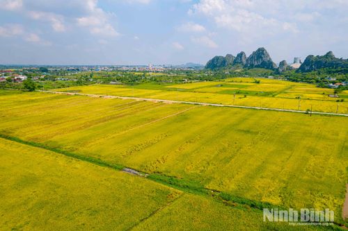 Mùa gặt về, những cánh đồng lúa chín vàng trải dài từ vùng đồng bằng đến các thung lũng dưới chân núi ở Ninh Bình lại phủ màu vàng óng.