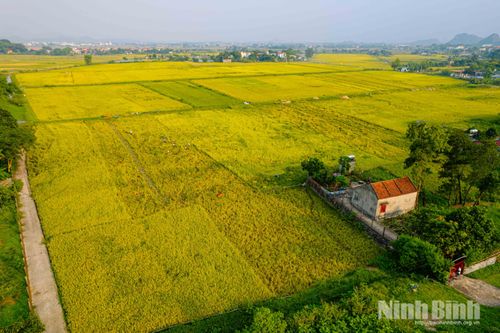 Trong ánh nắng đầu hè, những cánh đồng lúa chín vàng trải dài, tạo nên bức tranh làng quê trù phú, yên bình trên vùng đất Cố đô đang từng ngày đổi mới. Trong ảnh: Cánh đồng lúa tại xã Gia Phong.