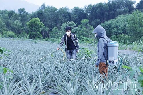 Mô hình trồng dứa tại xã Văn Lang đang mở ra hướng phát triển kinh tế mới, góp phần nâng cao thu nhập cho người dân.