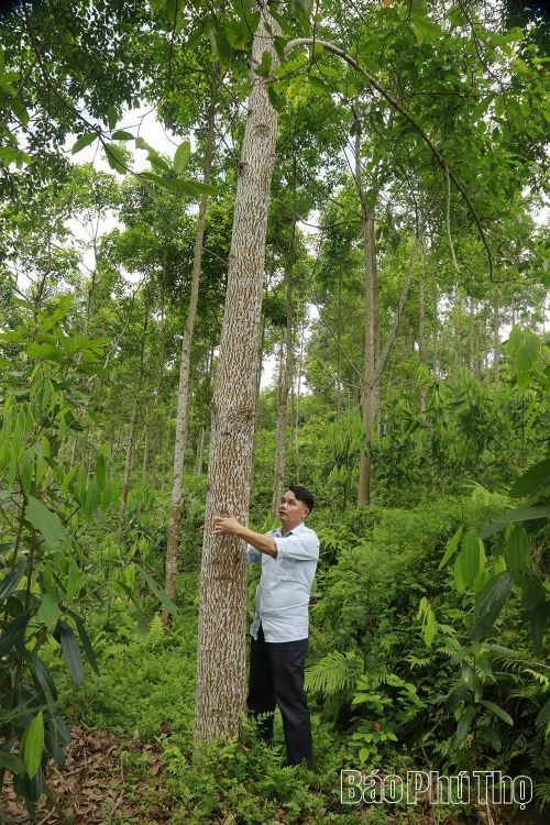 Hơn 6 năm tuổi, gù hương có chu vi gốc khoảng 60 - 65 cm.