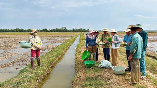 Nông dân được hướng dẫn cách sử dụng chế phẩm sinh học xử lý rơm rạ - Ảnh: L.A