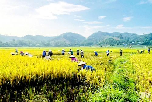 Hội viên nông dân xã Hợp Thành hỗ trợ công lao động giúp gia đình hội viên vơi bớt khó khăn trong mùa thu hoạch lúa.