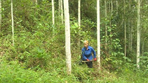 Người dân xã Bạch Đằng đang tập trung chăm sóc rừng trồng và chuẩn bị trồng cây dược liệu dưới tán rừng.