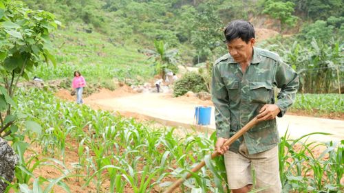Thầy giáo Hoàng Văn Công chăm sóc ngô trồng trên phần đất còn lại của gia đình bên con đường do chính gia đình hiến đất. if(window.ads_zones == undefined) window.ads_zones = []; window.ads_zones.push('c365def5550e8e4d6c47607049740855') 