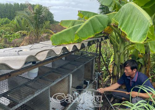 Mô hình nuôi chồn giống của gia đình anh Đồng Văn Duy, ấp Dinh Củ.