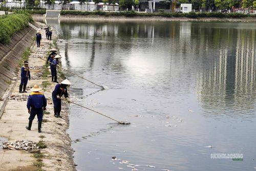Công nhân môi trường triển khai thu gom xác cá dọc các mép hồ.