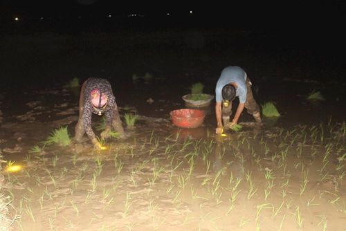 Ban ngày nắng nóng, để kịp thời vụ, bà con nông dân chọn phương pháp ra đồng làm đất, cấy lúa đêm để tránh nắng