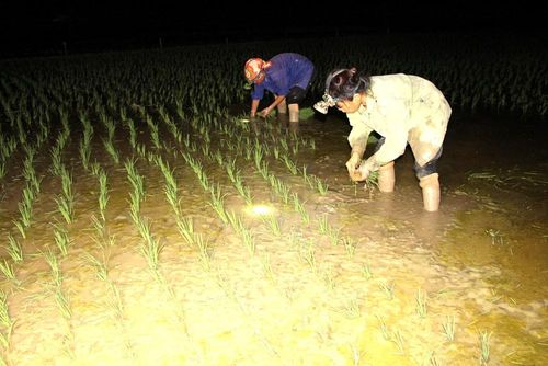 Cấy lúa ban đêm giúp nông dân bảo đảm sức khỏe và tiến độ sản xuất. Ảnh: Hữu Thịnh