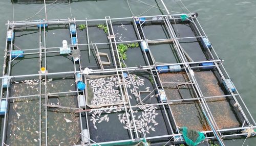 Cá chết, nổi trắng tại các lồng nuôi trên hồ Trị An. Ảnh: Lê Xuân-TTXVN