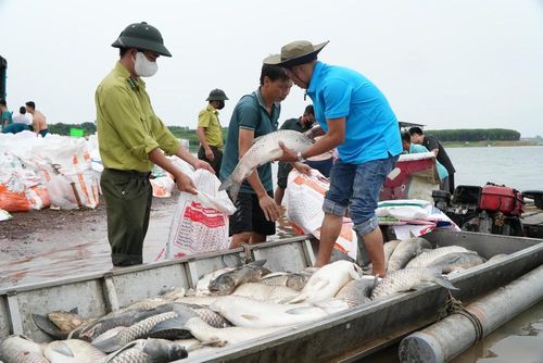 Sự cố cá chết hàng loạt trên hồ Trị An khiến người nuôi thiệt hại hàng tỷ đồng. Ảnh: Lê Xuân-TTXVN