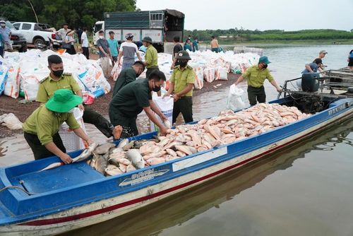 Cá chết hàng loạt sau cơn mưa kéo dài khiến người nuôi trên hồ Trị An không kịp trở tay. Ảnh: Lê Xuân-TTXVN