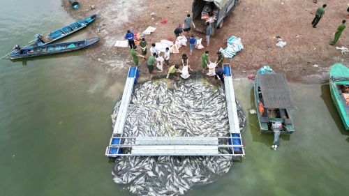 Một lồng cá bị chết toàn bộ được kéo vào bờ để đem tiêu hủy. Ảnh: Lê Xuân-TTXVN