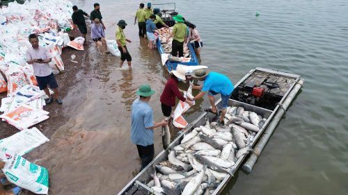 Nhiều hộ nuôi cá trên hồ Trị An mất trắng do cá chết. Ảnh: Lê Xuân-TTXVN