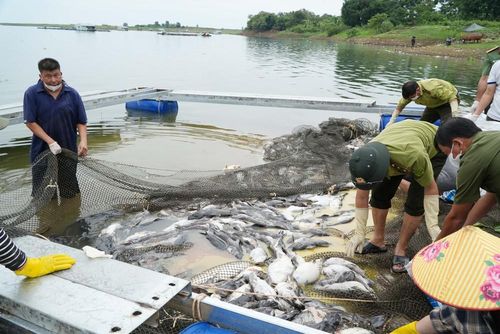 Lực lượng chức năng phường Trị An, thành phố Đồng Nai hỗ trợ người dân vớt cá lên để tiêu hủy. Ảnh: Lê Xuân-TTXVN