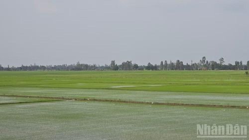 Những cánh đồng bao la ở xã Châu Phú.