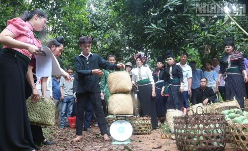 Ban tổ chức đánh giá và cân sản phẩm xoài của các đội thi.