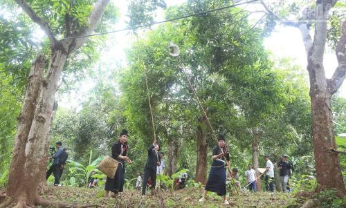 Các đội thi tham gia phần thi hái xoài.