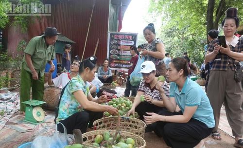 Người dân và du khách trải nghiệm và mua xoài được bày bán dọc các tuyến đường quanh bản Khá.