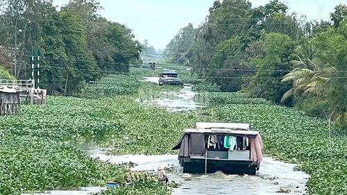 Tuyến kênh An Phong-Mỹ Hòa trải qua địa bàn tỉnh Đồng Tháp với chiều dài hàng chục km. Lục bình xuất hiện nhiều đoạn dày đặc qua tuyến kênh này.