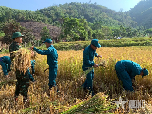  Cán bộ, nhân viên Ban Chỉ huy quân sự xã Thượng Trạch giúp nhân dân thu hoạch lúa. 