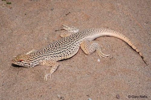 Ảnh: californiaherps