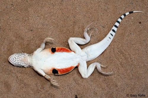 Ảnh: californiaherps