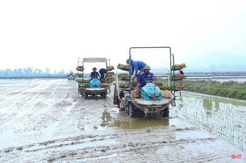 Hà Tĩnh mở rộng mô hình lúa thâm canh cải tiến gắn với giảm phát thải