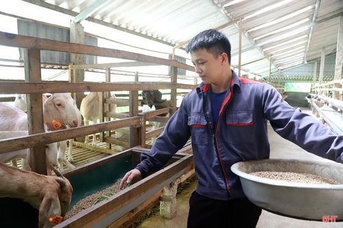 Anh Tân tận dụng nguồn thức ăn tự trồng và phụ phẩm nông nghiệp sẵn có để chăm sóc đàn dê theo hướng tiết kiệm chi phí, nâng cao chất lượng chăn nuôi.