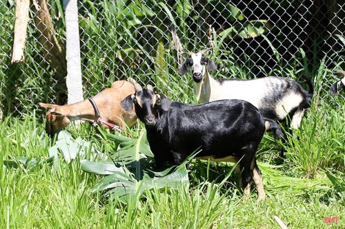 Thị trường dê giống cũng ghi nhận “sốt” giá nhưng vẫn khó mua số lượng lớn.