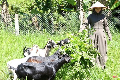 Nguồn dê giống khan hiếm khiến nhiều hộ chăn nuôi tại Sơn Tiến chưa thể mở rộng quy mô đàn như kỳ vọng.