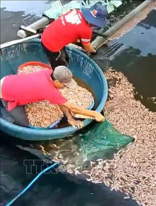 Tôm nuôi của ông Đoàn Mạnh Thanh (xã Phú Trạch, tỉnh Quảng Trị) chết hàng loạt, nổi dày đặc trên mặt hồ, nghi bị kẻ xấu đầu độc.