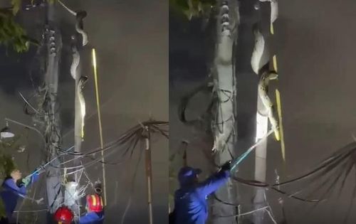 Con trăn khổng lồ được phát hiện trèo lên cây cột điện.