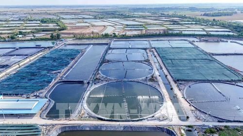 Vùng nuôi tôm siêu thâm canh của Công ty Cổ phần Thủy sản sạch Việt Nam tại xã Trần Đề, thành phố Cần Thơ có gần 240 ao nuôi tôm. Ảnh: Thanh Liêm - TTXVN
