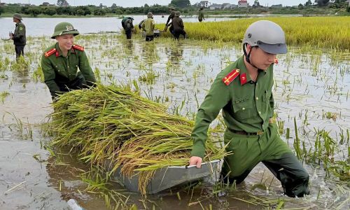 Cán bộ Công an xã đưa lúa lên bờ.