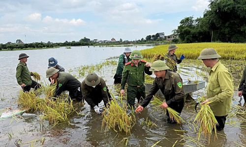 Các lực lượng cùng Nhân dân thu hoạch lúa tại thôn Yên Cư.
