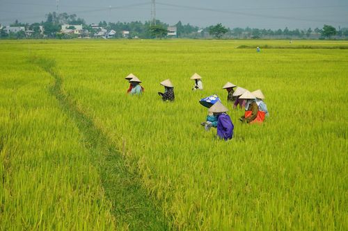 Nông dân trên các cánh đồng xứ Quảng. Ảnh: Tấn Châu