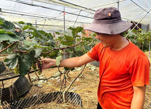 Anh Hoàng Ngọc Minh bên vườn nho của mình. Ảnh: N.T