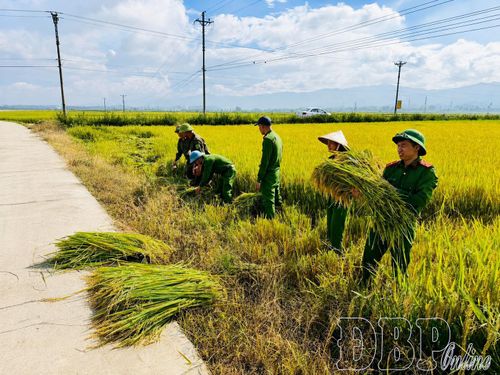 Cán bộ, chiến sĩ Công an phường Mường Thanh cùng người dân kịp thời hỗ trợ gia đình ông Quàng Văn Thuận, bản Ten A thu hoạch lúa.