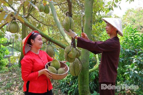 Du khách trải nghiệm thu hoạch sầu riêng tại nhà vườn ở Đồng Tháp, góp phần tạo sức hút cho loại hình du lịch miệt vườn mùa trái chín. Ảnh: MỸ LÝ