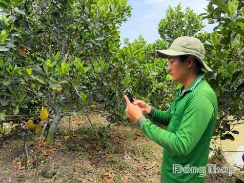 Anh Lê Hoàng Nam sử dụng điện thoại thông minh vận hành hệ thống phun tưới tự động tại vườn cây ăn trái ở xã Mỹ Thọ.