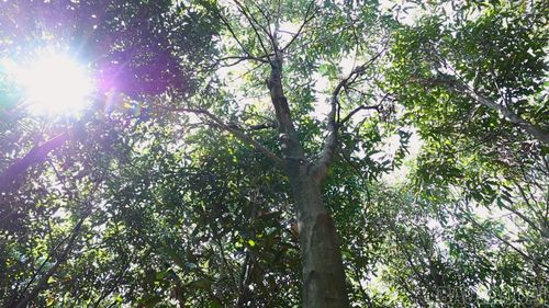 Cây quế được “định danh” rõ ràng sẽ là "tấm vé" đưa quế Quy Mông ra thị trường lớn.
