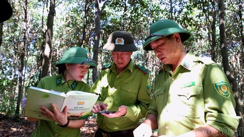 Lực lượng kiểm lâm địa bàn phối hợp với chính quyền xã tiến hành rà soát vùng quế của người dân.