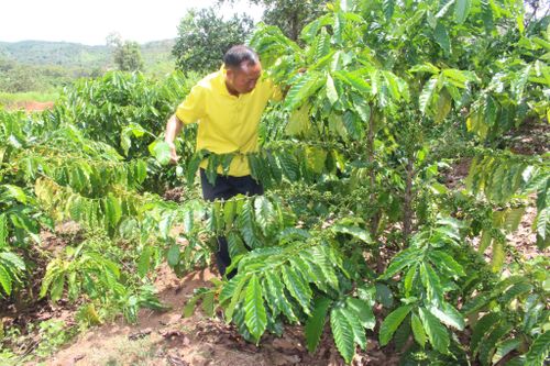 Đảng viên Vàng A Súa, bản Ninh Hòa tích cực lao động, sản xuất, phát triển kinh tế, làm gương cho người dân học tập, làm theo