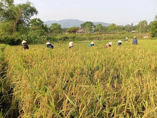 Phụ nữ thôn Sỏi cùng chung tay “giúp công ngày mùa” - Ảnh: Hội LHPN xã Bố Trạch