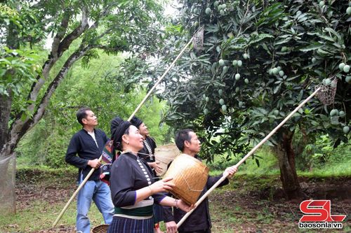 Các đội thi thực hiện thu hoạch xoài đúng kỹ thuật.